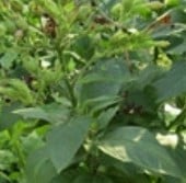 Black Sea Samsun Turkish Tobacco Seeds TB12-100_Base
